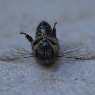  Muerte anunciada de un verano