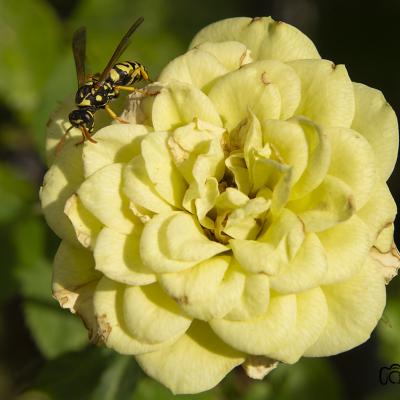  Avispa sobre una rosa Amarilla