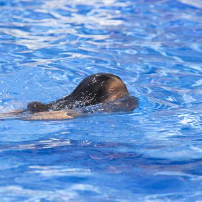  A disfrutar de la pisci, que hace calor.