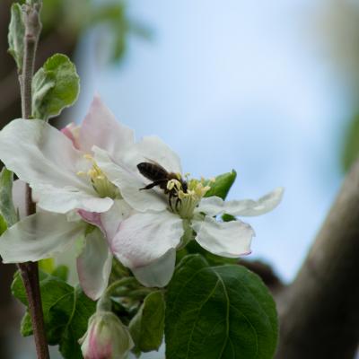 Flor manzano y Abeja