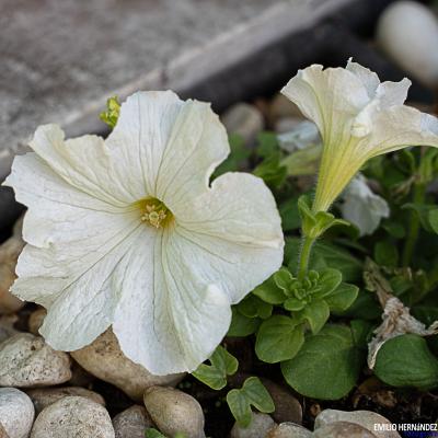 Una campana en el suelo