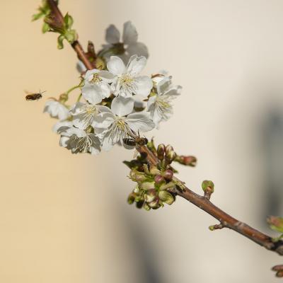 De flores e insectos
