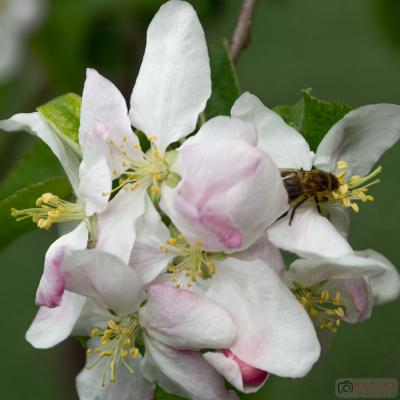 Abeja sobre flor de cerezo