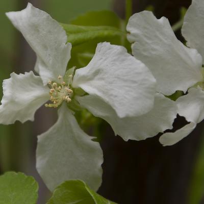 De la flor de un manzano