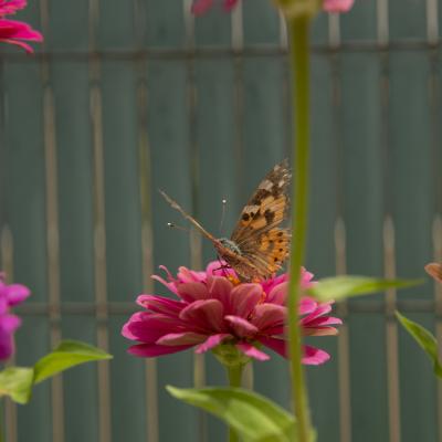  Colores que vuelan en mi jardín