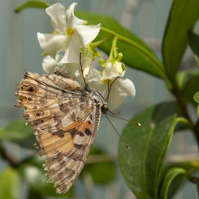  Naturaleza boca abajo