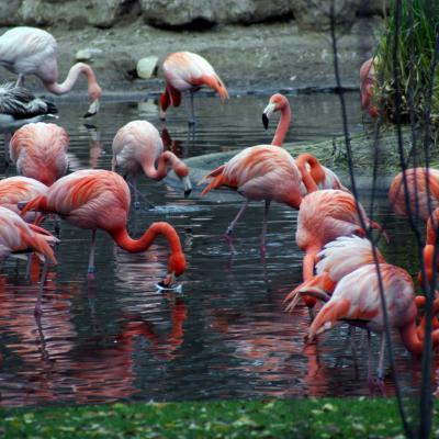 W2009112801 Zoo Flamencos