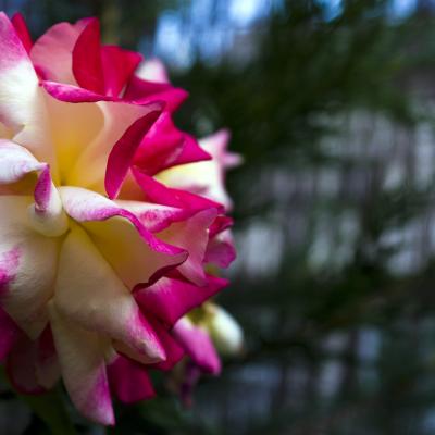 Flores y plantas - Insectos jardin