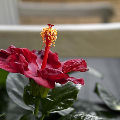 Flores y plantas - Insectos c-2997