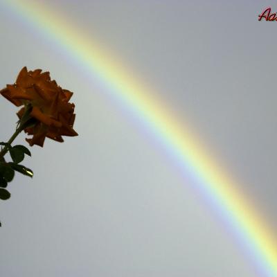 Flores y plantas - Insectos c02043