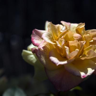 Flores y plantas - Insectos c02095