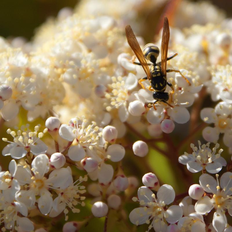Flores y plantas - Insectos c02220