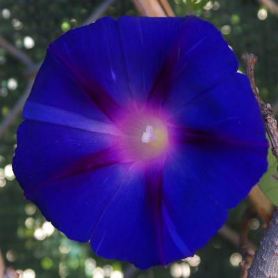 Flores y plantas - Insectos c02655