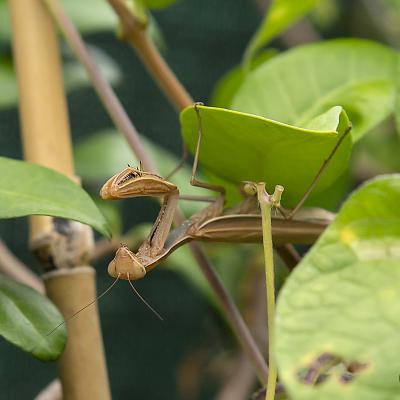 Flores y plantas - Insectos 22-bis