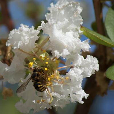 Flores y plantas - Insectos c02877