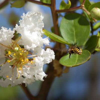 Flores y plantas - Insectos c02890