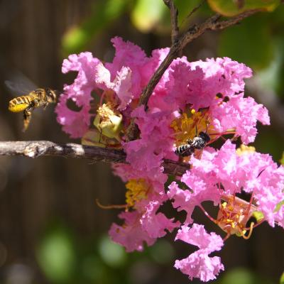 Flores y plantas - Insectos c02998