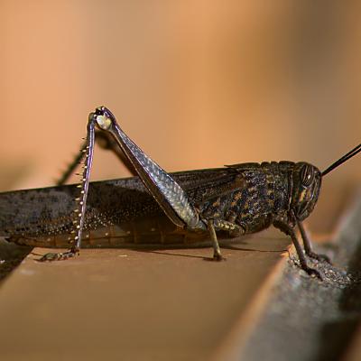 Flores y plantas - Insectos 58-mod