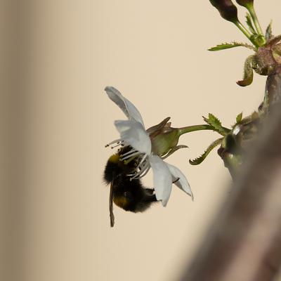 Flores y plantas - Insectos 55-bis