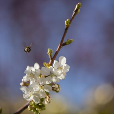 Flores y plantas - Insectos c09864