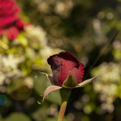 Flores y plantas - Insectos c06285