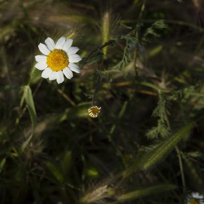 Flores y plantas - Insectos 805-06