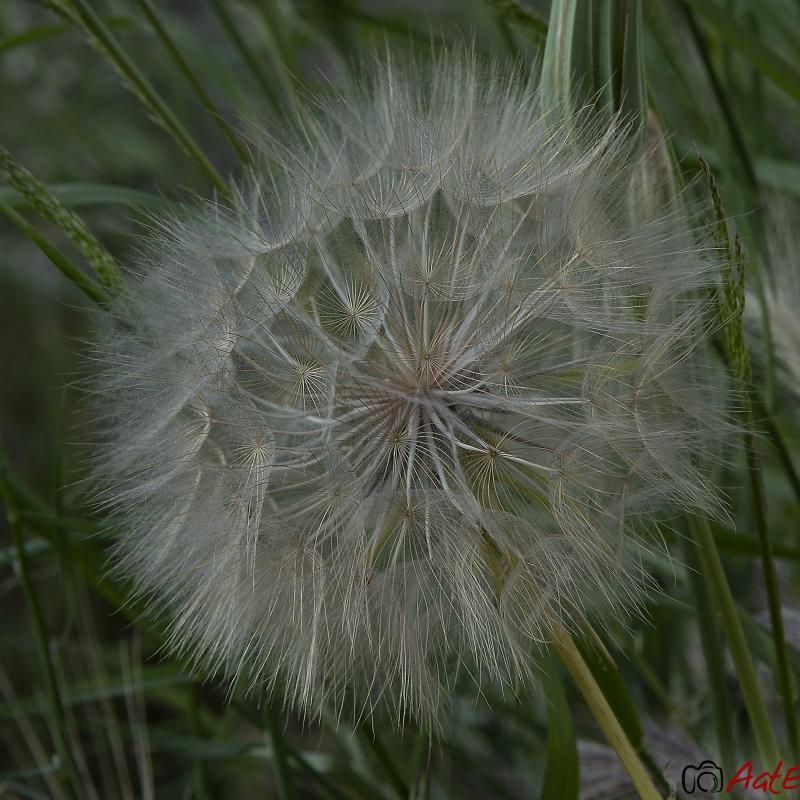 Flores y plantas - Insectos 805-07