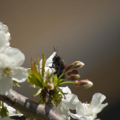 Flores y plantas - Insectos 03-039