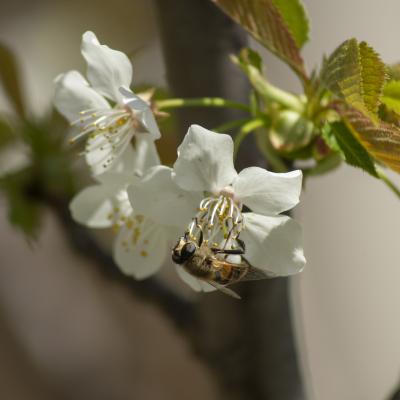 Flores y plantas - Insectos 03-046