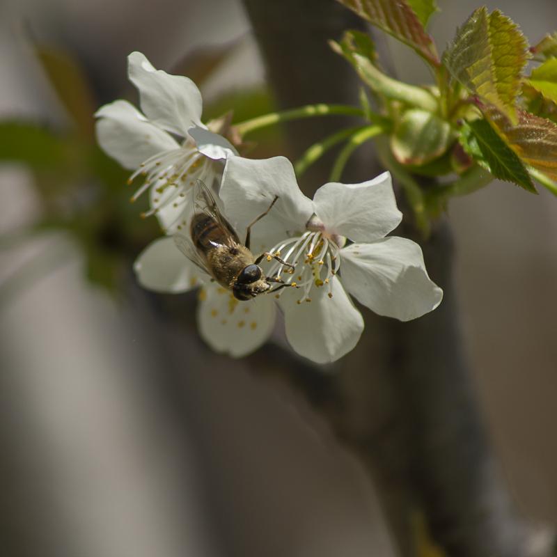 Flores y plantas - Insectos 03-050