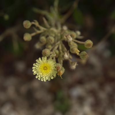 Flores y plantas - Insectos 06-014