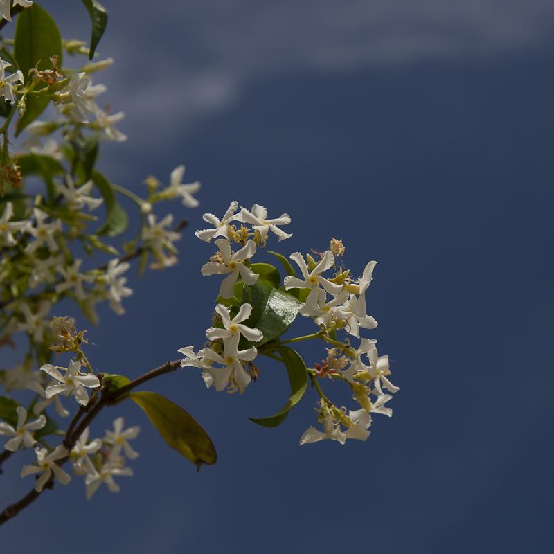 Flores y plantas - Insectos 06-022