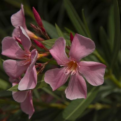 Flores y plantas - Insectos 06-027