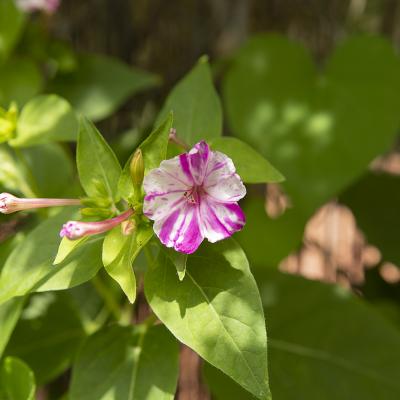 Flores y plantas - Insectos 06-040
