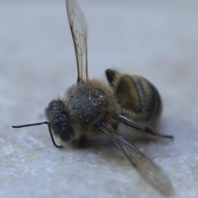 Flores y plantas - Insectos 30-001