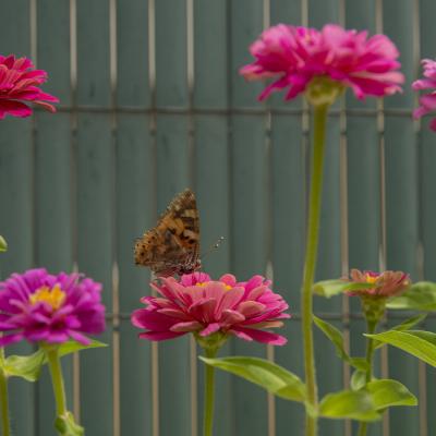 Flores y plantas - Insectos 30-025