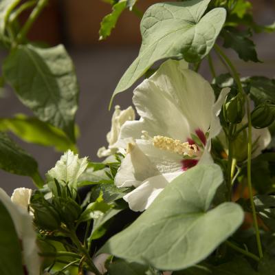 Flores y plantas - Insectos 17-011