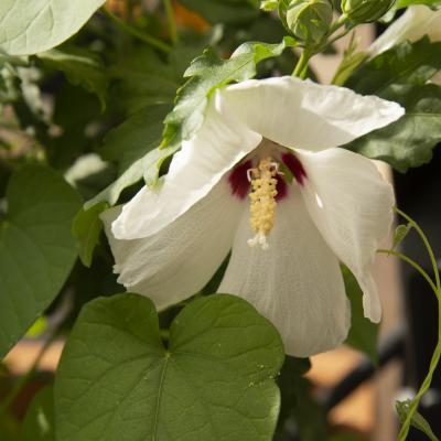 Flores y plantas - Insectos 17-012