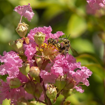 Flores y plantas - Insectos 29-003