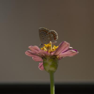 Flores y plantas - Insectos 29-005