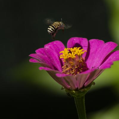 Flores y plantas - Insectos 15-035