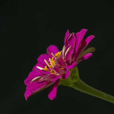 Flores y plantas - Insectos 15-041