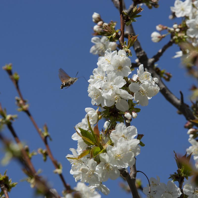 Flores y plantas - Insectos 03-019