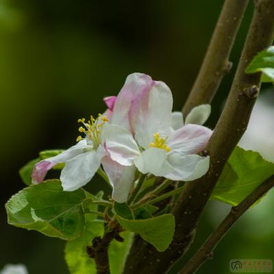 Flores y plantas - Insectos 06-066