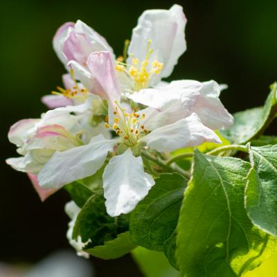 Flores y plantas - Insectos 06-074