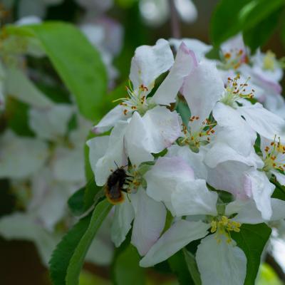 Flores y plantas - Insectos 06-079