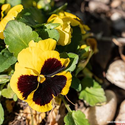 Flores y plantas - Insectos 03-007