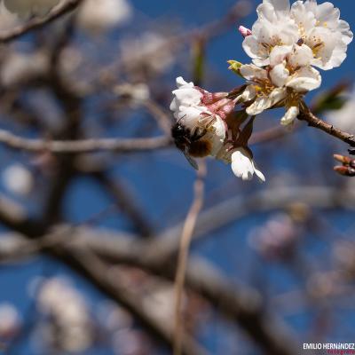 Flores y plantas - Insectos 03-013