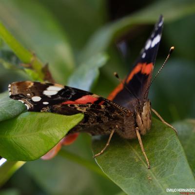 Flores y plantas - Insectos 03-015