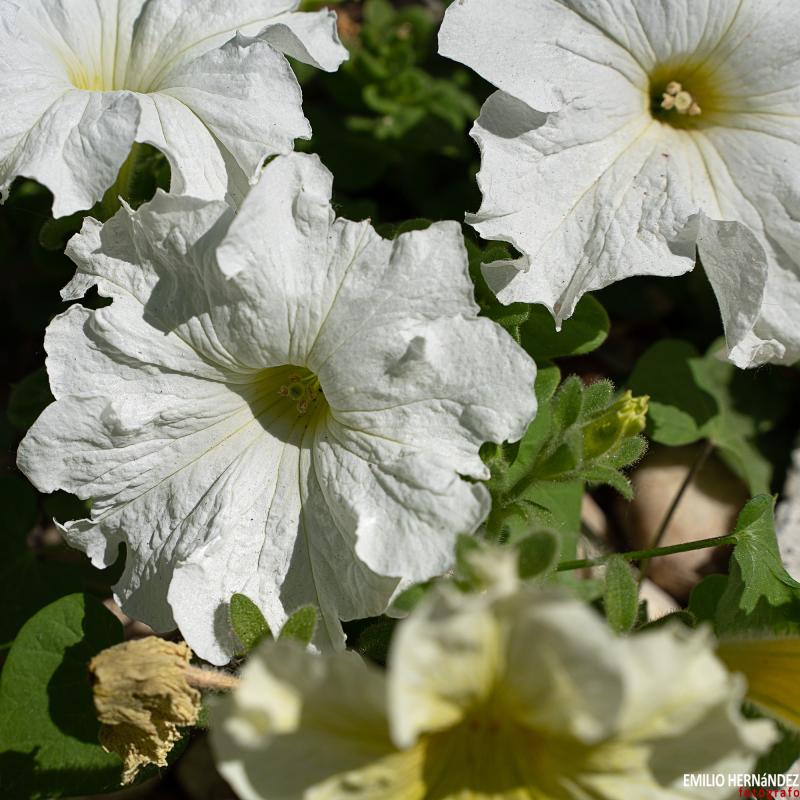 Flores y plantas - Insectos 03-017